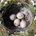 Chaffinch eggs