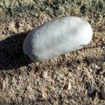 Grass snake egg case