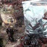 Coastal foraging