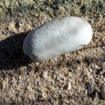 Grass snake egg case