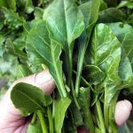 Sea Beet